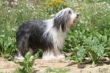 BEARDED COLLIE 033